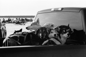 Sled dogs are injured or killed when they jump or are thrown from the back of pick-up trucks. Photo attributed to fouldsy on flickr