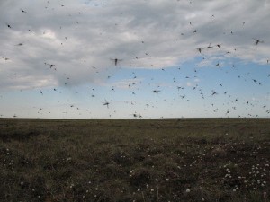 Alaska has many mosquitoes and this photo shows a small number of them. Mosquitoes attack dogs who are chained outside. Photo attributed to mecocrus on flickr, taken July 8, 2008 