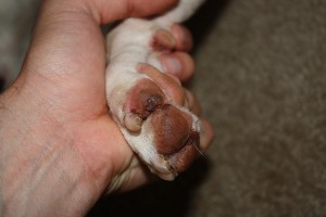 Blisters on a dog's paw. Iditarod dogs get painful blisters on their paws. Photo attributed to rtadlock on flickr.