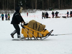 Typical bale of straw. With fewer checkpoints in the 2015 Iditarod, mushers were only given one bale of straw for their dog teams at each checkpoint. Teams could have as many as 16 dogs. Straw provides a layer of insulation against the cold ground. Having little straw, the dogs weren't well insulated against the horrific cold. Photo attributed to chrys on flickr.