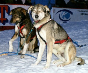 Sled dogs at Iditarod finish line in Nome. One dog holds up a painful paw. Dogs who finish the 1,000-mile Iditarod do not get veterinary care or exams. Photo attributed to jbrooks on Flickr.