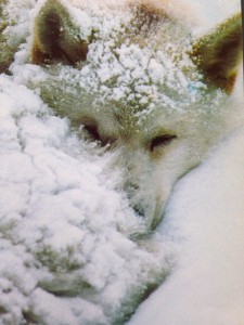 Sled dog freezing in the horrific cold during the Iditarod. 