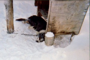 Dead Iditarod sled dog. Most dog deaths are kept secret.