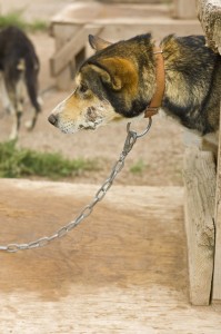 According to an email from Voices For the Krabloonik Dogs, this Krabloonik sled dog had what appeared to be an untreated, infected wound on his face. Krabloonik is owned by Iditarod musher Dan MacEachen. Photo taken at Krabloonik in Snowmass Village, CO. Photo courtesy of Voices For the Krabloonik Dogs.