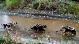 The dogs train in stagnant water, which they often drink. This can be dangerous. Stagnant water may contain harmful bacteria and parasites. Photo courtesy of SledDogma.org