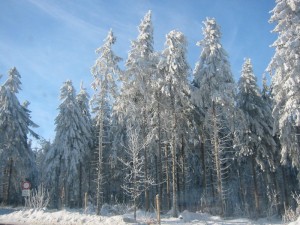 Sled dogs in the Iditarod have suffered severe injuries when they've hit trees. Some dog teams have run off into the unforgiving wilderness after hitting a tree. 