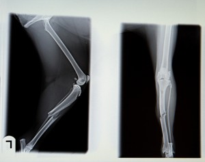 X-rays of dog's broken leg. Sled dogs break their legs in the Iditarod. Expensive surgeries are needed to repair some breaks. Rather than spend the money, mushers are likely to kill dogs who aren't valuable to them.