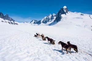 Iditarod mushers whip sled dogs who stop or slow down going up hills, even the steep ones.