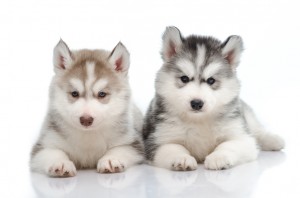 Iditarod sled dog puppies are beaten with whips, shovels, tree branches or anything else that's within easy reach.