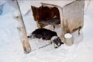 Dead Iditarod dog tethered to a pole in a musher's kennel. Most dogs die alone. Their deaths are kept secret.