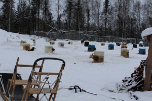 Iditarod dogs living in metal shelters. Metal houses are too hot in the summer and too cold in the winter for the dogs. Photo attributed to bwitched4you on flicker.