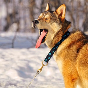 Iditarod sled dogs often have metal shelters and metal water bowls and cans. A dog's tongue and lips can get stuck to the metal, causing a painful injury. Photo attributed to Tambako The Jaguar on flickr