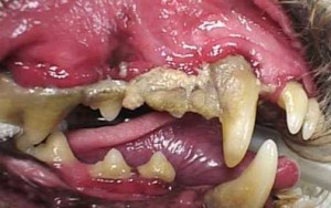 When mushers have large kennels, gum disease can often go unnoticed. The disease can devastate a dog’s mouth, causing chronic pain, eroded gums, missing teeth, and bone loss.