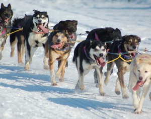 Iditarod dogs running without booties on their paws. Booties protect paws from injuries. Photo attributed to Orloskaya on flickr